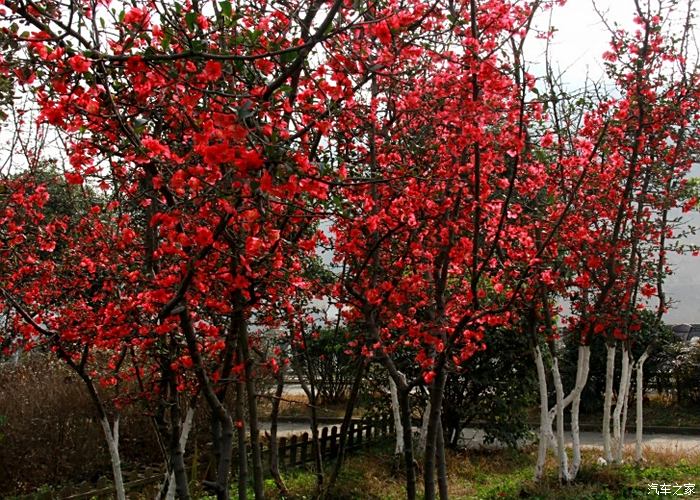 一從梅粉褪殘妝塗抹新紅上海棠