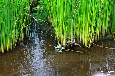 湖心草深