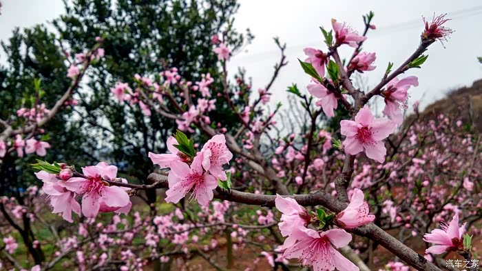 周末到广汉松林看桃花