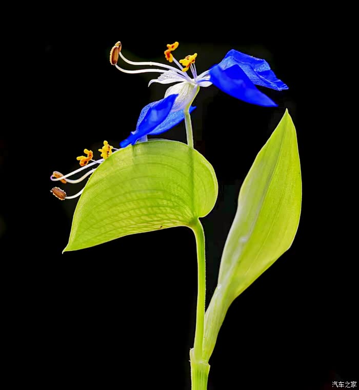 再次学拍紫花鸭跖草