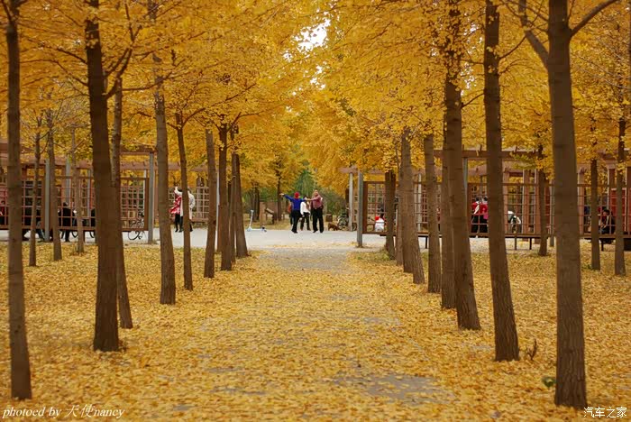 昌平张各庄银杏林