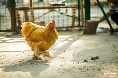 动物园的伙食不错,动物都养的肥肥胖胖,小母鸡自信满满的在踱步,爪子
