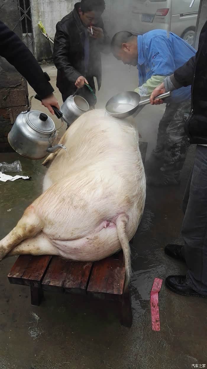 杀年猪杀猪饭年味越来越浓