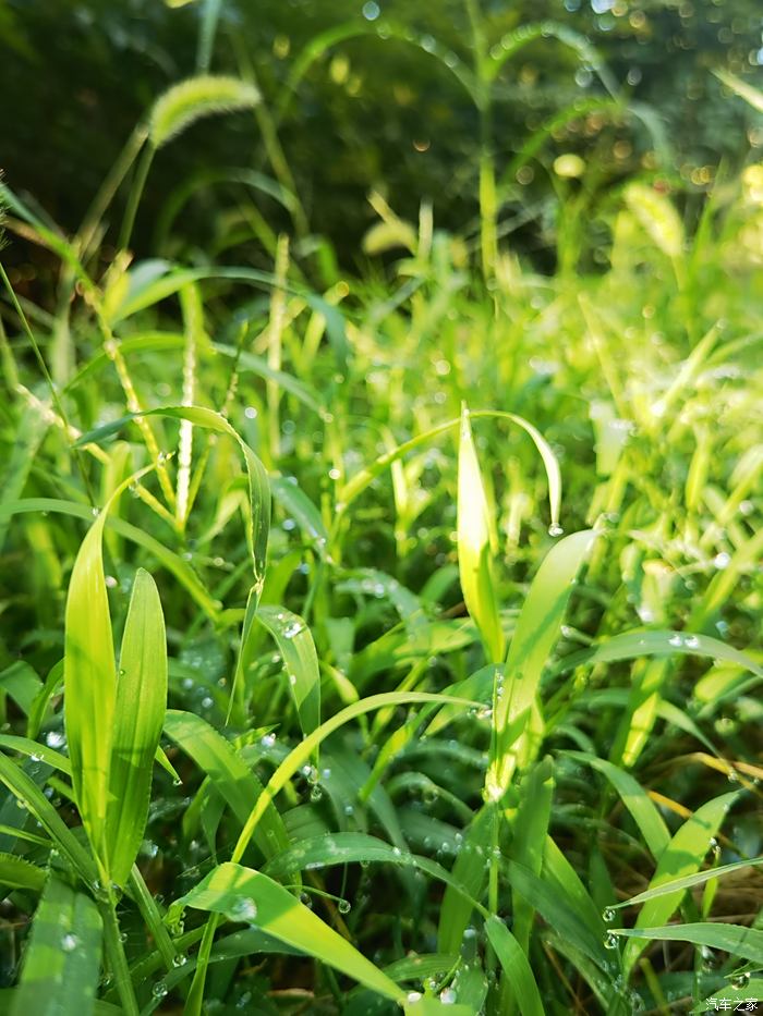 雨后的清晨随拍