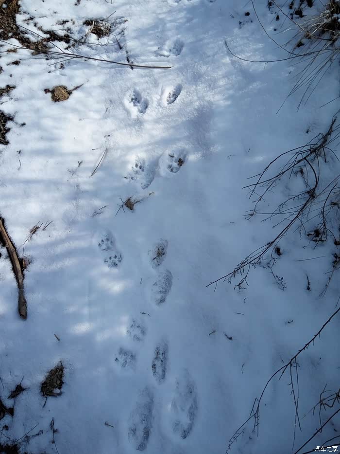 寻找猎豹的痕迹