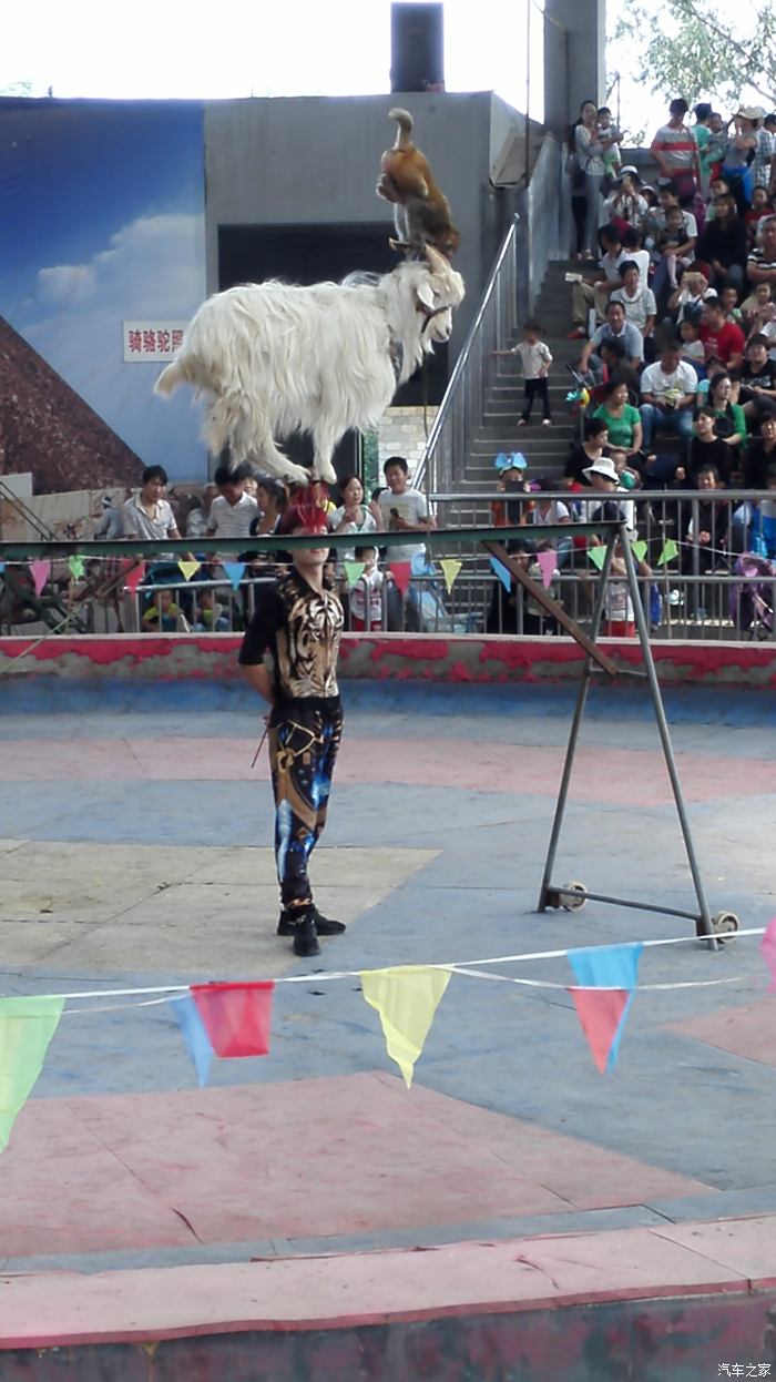 國慶逛石家莊動物園