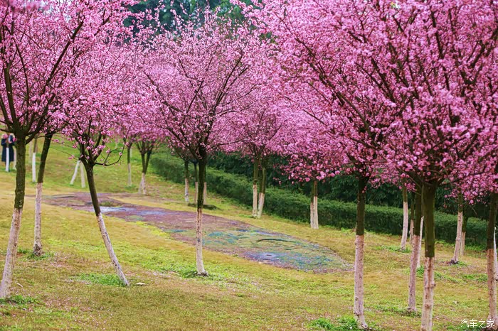 自驾照母山春风细雨自成趣人面桃花相映红上