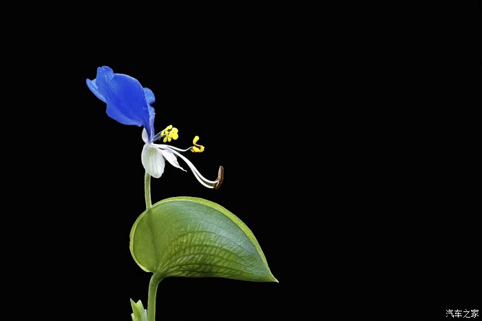 再次学拍紫花鸭跖草