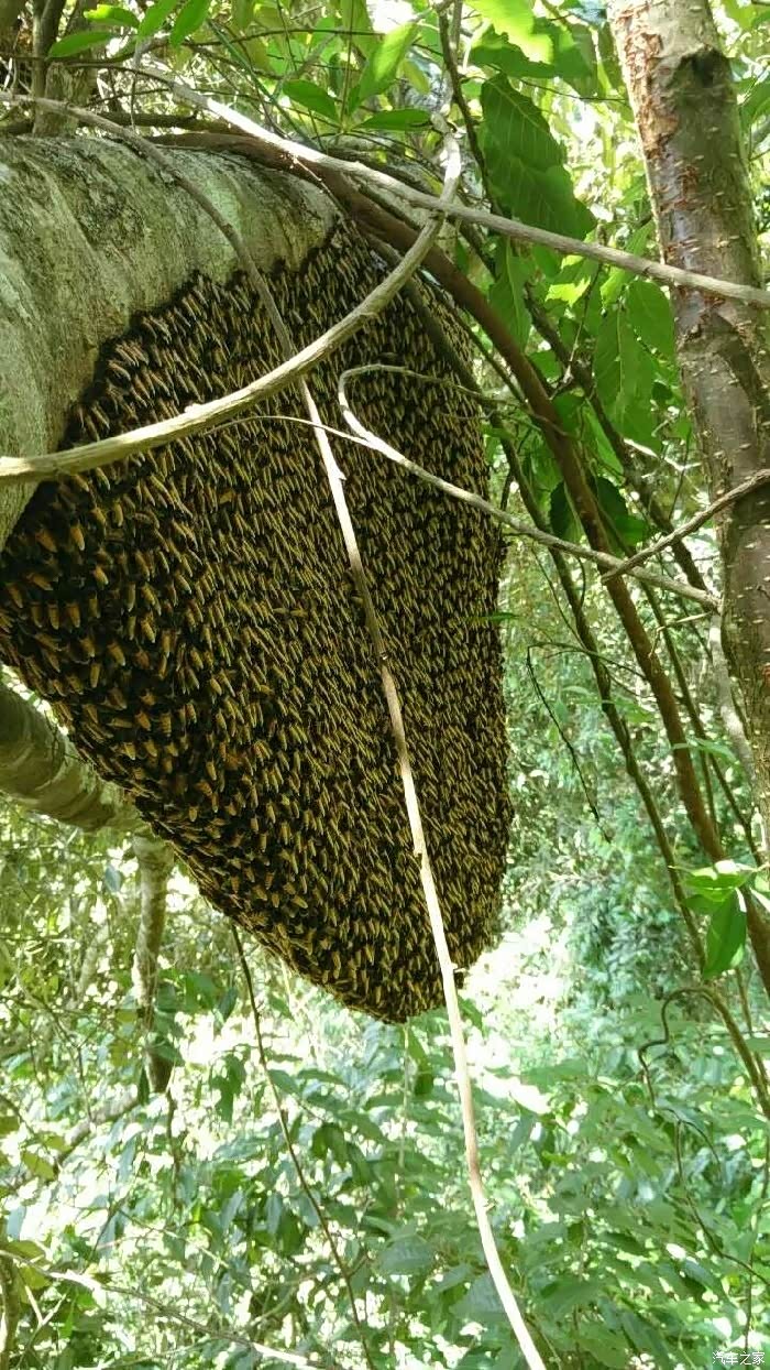 捅马蜂窝密集恐惧者慎入