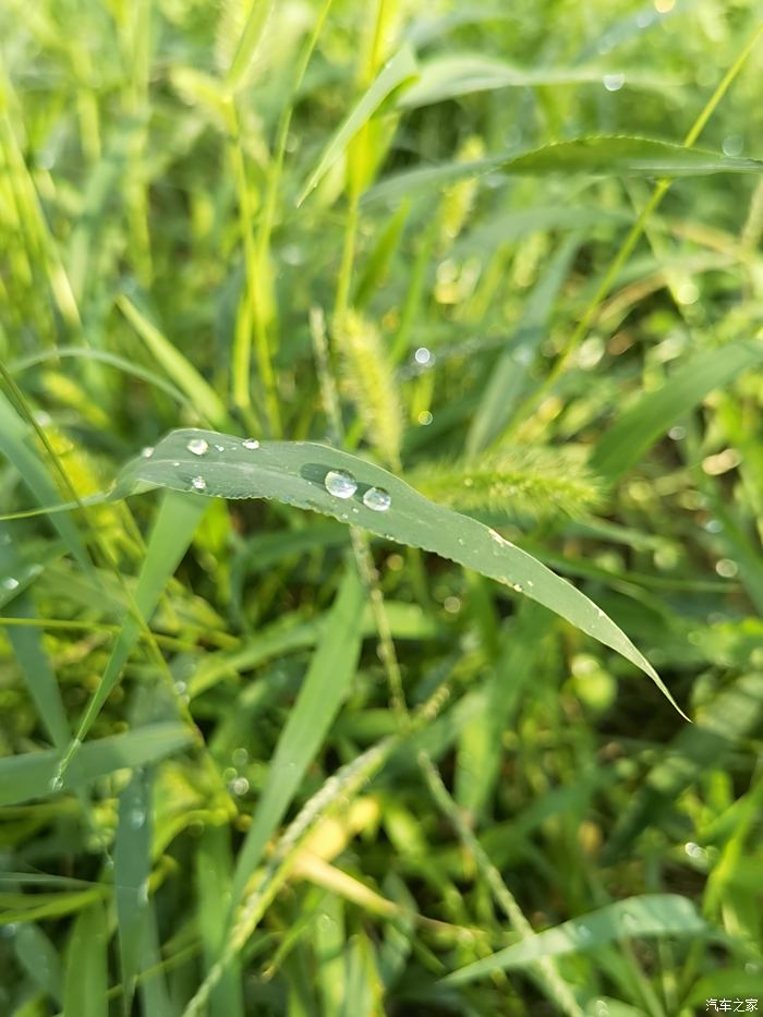 雨后的清晨随拍