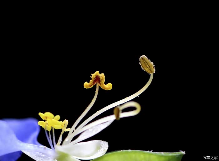 再次学拍紫花鸭跖草