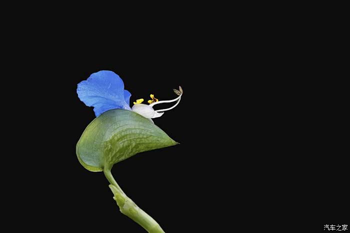 再次学拍紫花鸭跖草