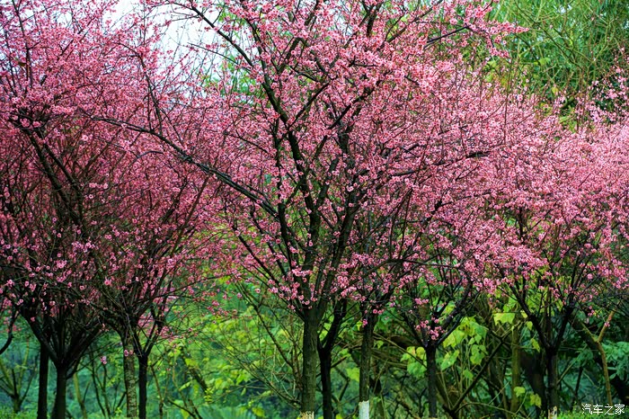 自驾照母山春风细雨自成趣人面桃花相映红上