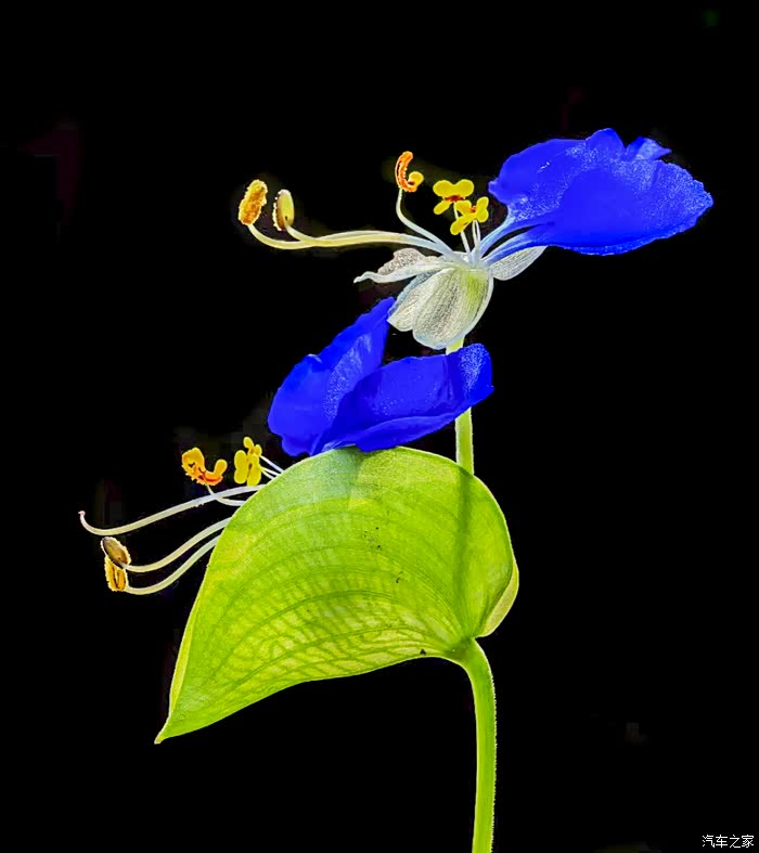 再次学拍紫花鸭跖草