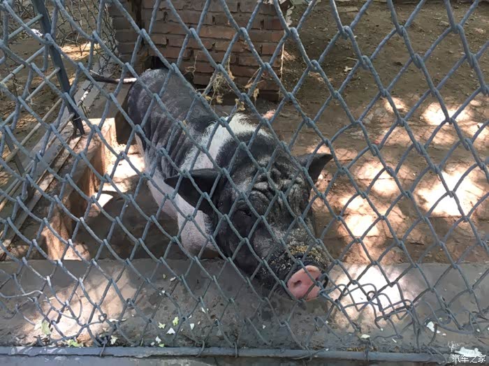 端午闲转,咸阳渭滨公园动物园逛起