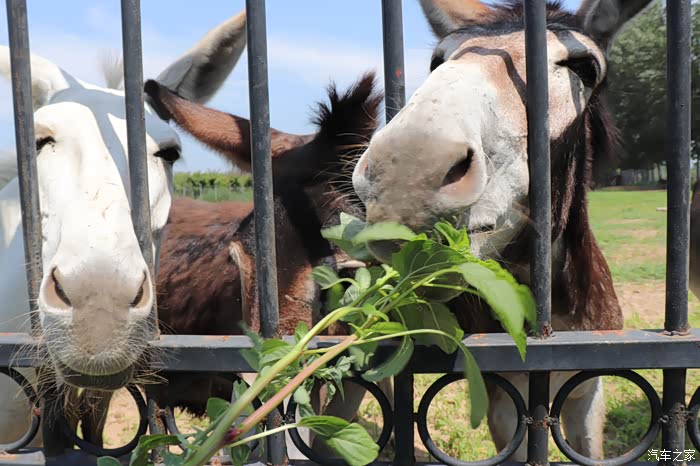 顶着烈日路边喂驴随手拍下小逸的美妙身姿
