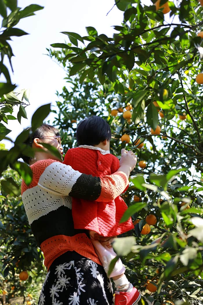 廉江红橙又成熟啦,快去摘橙子吧!