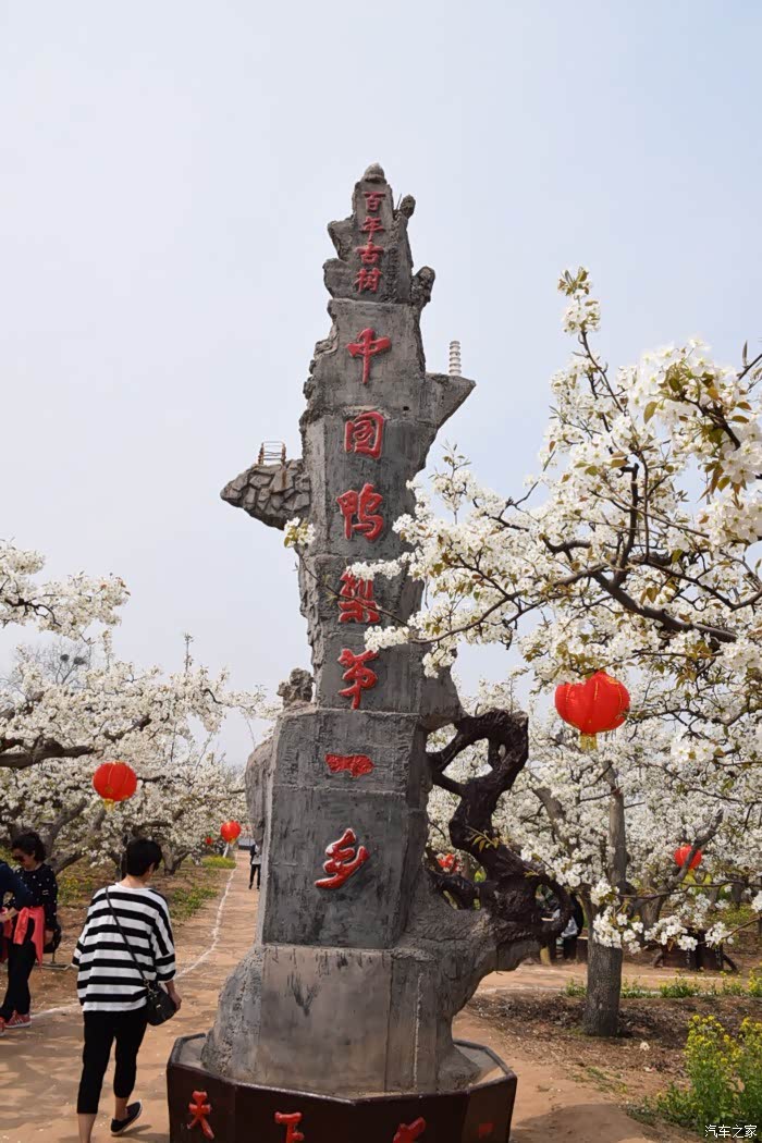 看梨花赏油菜花晋州周家庄