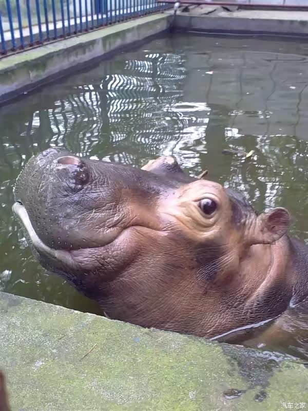 自驾75游览三峡野生动物园