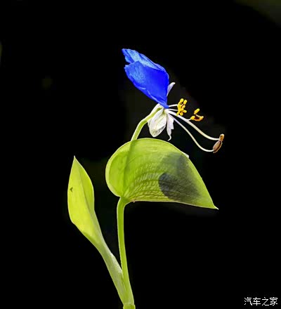 再次学拍紫花鸭跖草