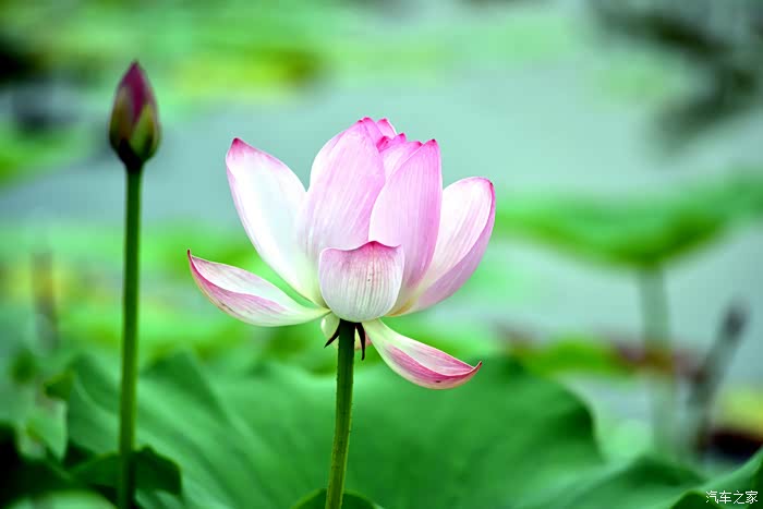 拍莲心经-爱莲之美.人皆有之.