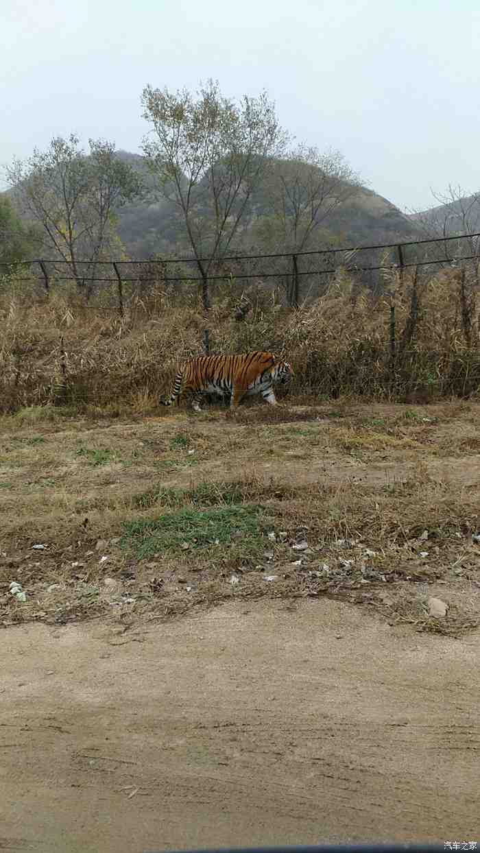 上週日帶孩子去了八達嶺長城和野生動物園