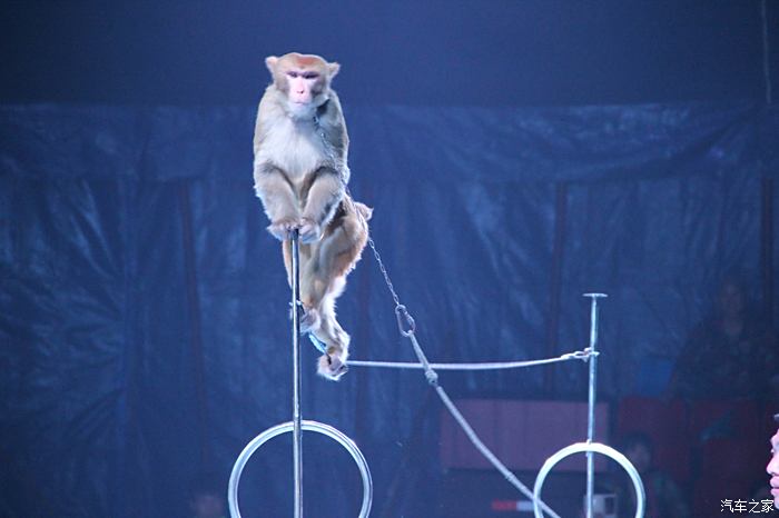 支持澳门论坛看马戏猴子表演