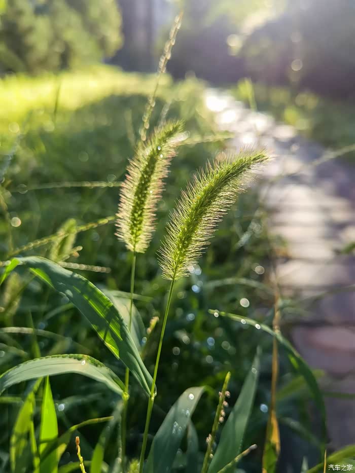 雨后的清晨随拍