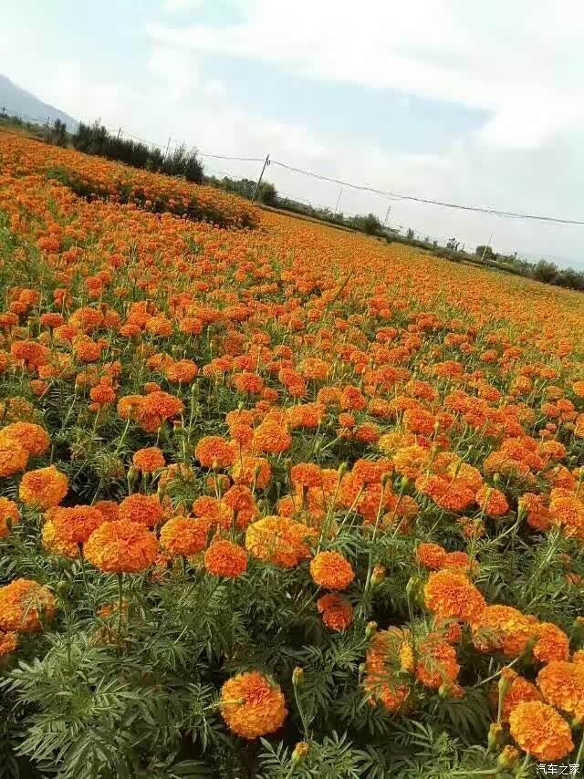 大理才村花海