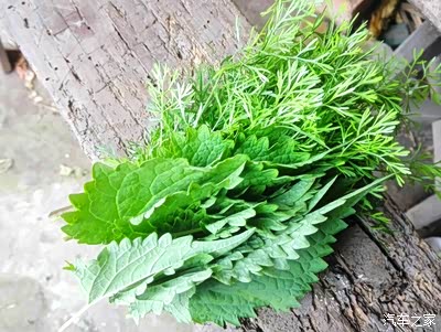 还有香菜也美味