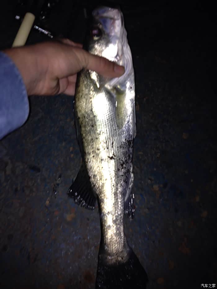 夜钓鲈鱼 各位看官解毒啦!