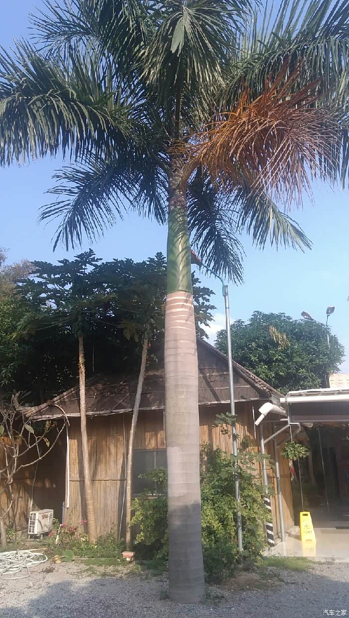 这么粗的椰子树