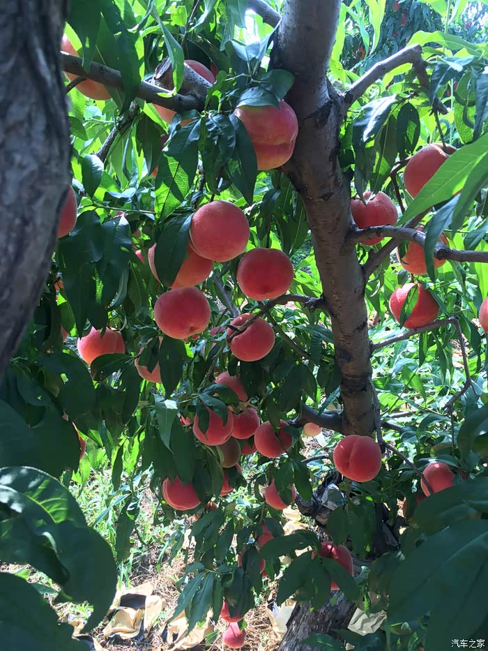 平谷自驾采摘大桃