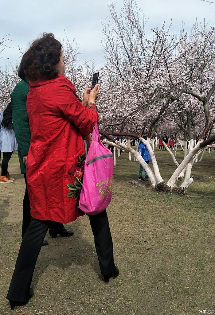 公主府公園桃花