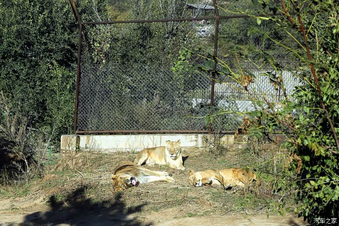 在车上拍摄八达岭野生动物园猛兽区的猛兽
