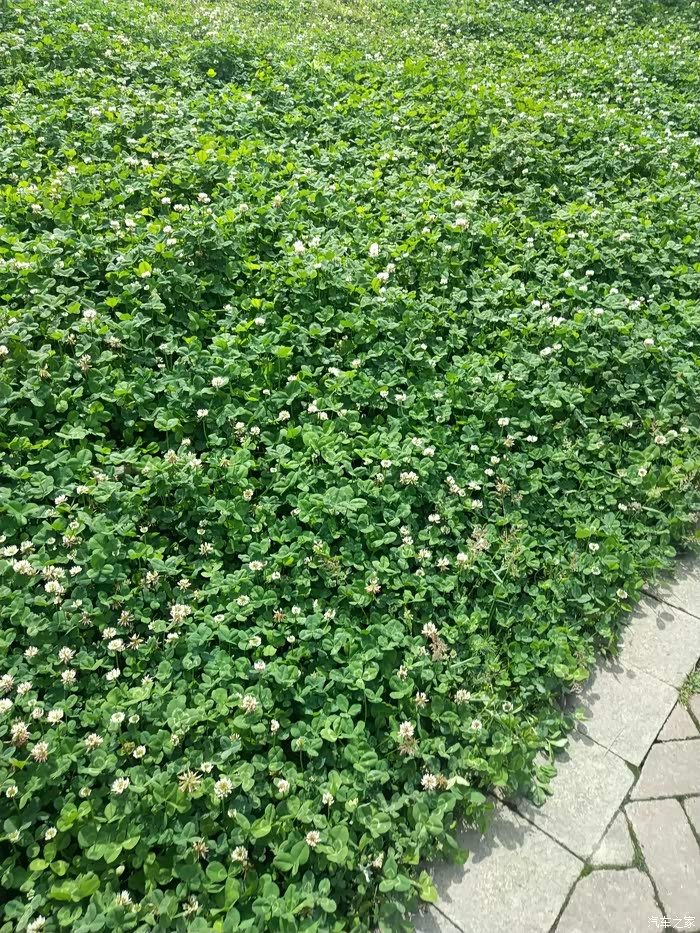草地里都是三叶草.