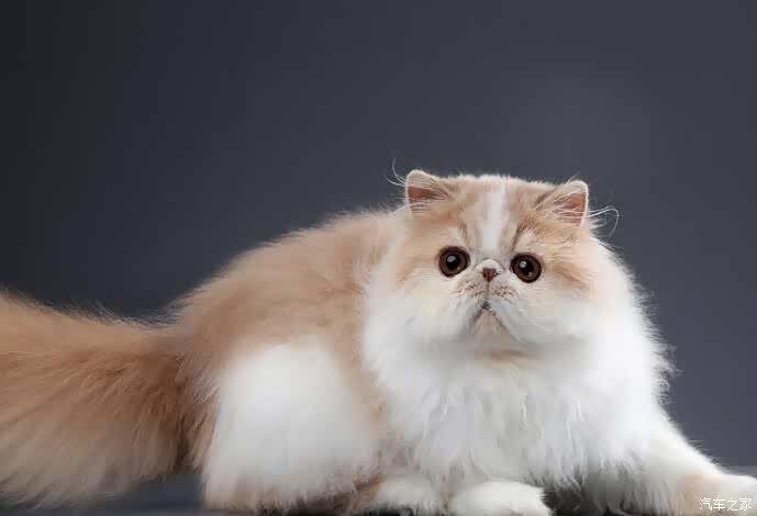 爱猫者最喜欢的纯种猫之一波斯猫