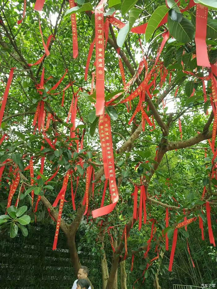 听说520这天天子山有相亲活动听说这棵月老树在这树举办吧