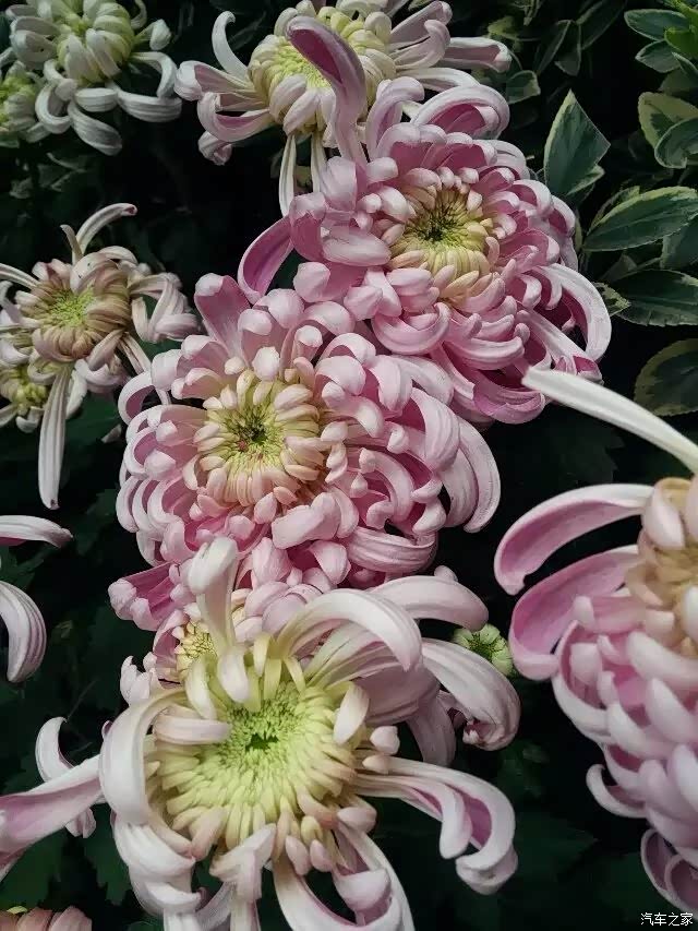 【图】又到一年赏菊时——随拍菊花._江西论坛_汽车之家论坛