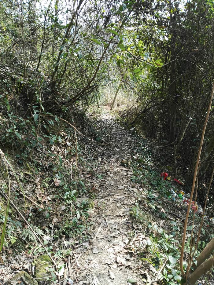 本吊突然内急,沿着这条古肠小道去埋了颗地雷,也算为了植被繁茂作出了