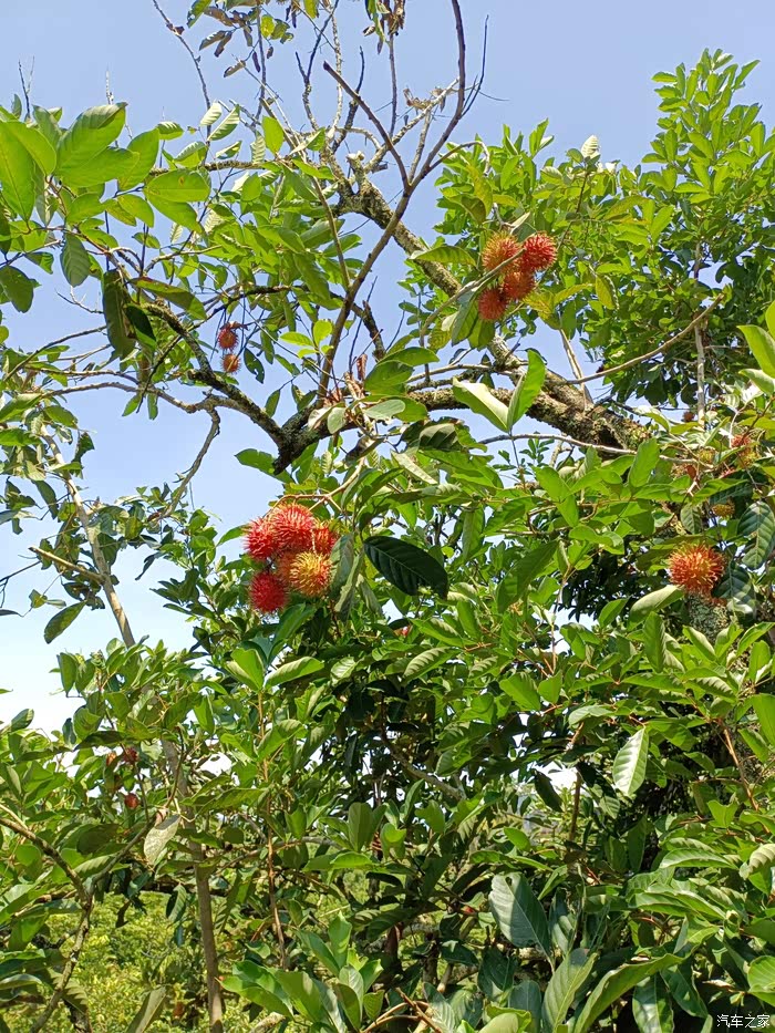 海南保亭红毛丹熟了