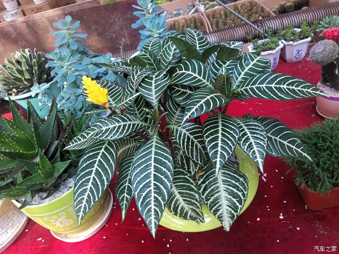 扬州江都阿波罗花木市场