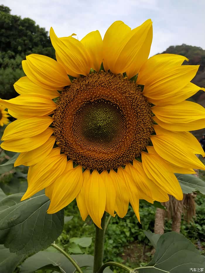 【图】难得浮生半日闲-菊花怒放迎笑脸_帝豪论坛_汽车之家论坛