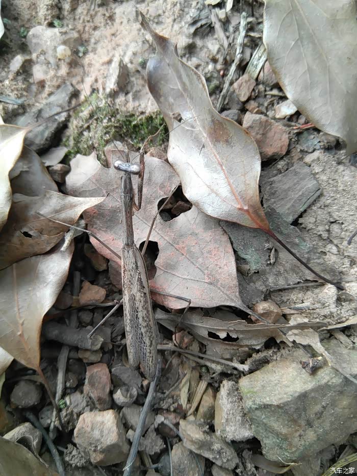 随着城市发展绿减 螳螂也开始他们新变异 这还是我这么大第一次见到