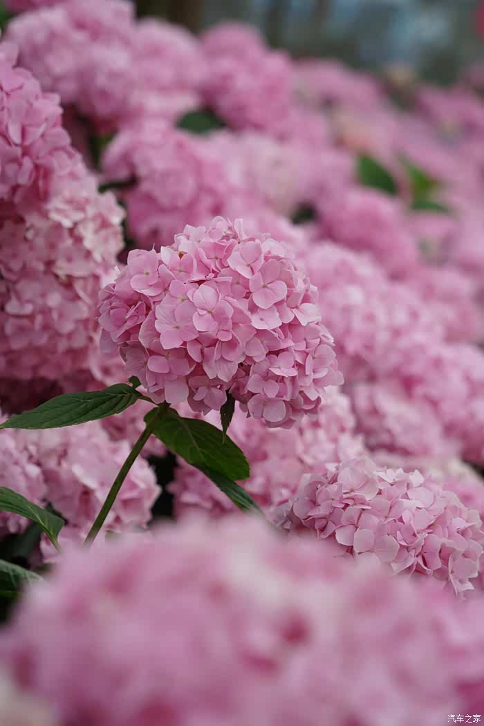 放肆一夏花儿簇簇开浅夏缓缓来