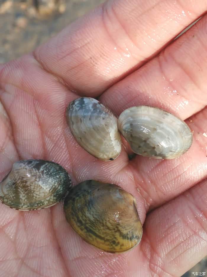 大潮退后挖哈喇