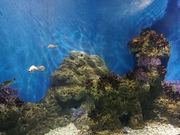 重庆市巴南区汉海海洋公园第一章