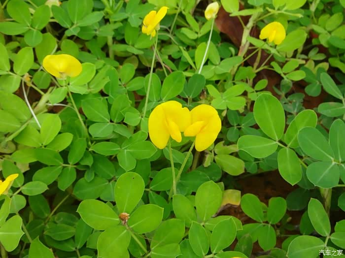 《每日一帖》密密麻麻的果和美美哒黄花