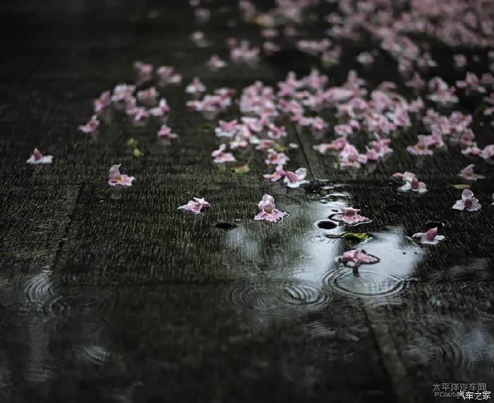 夜来风雨声,花落知多少