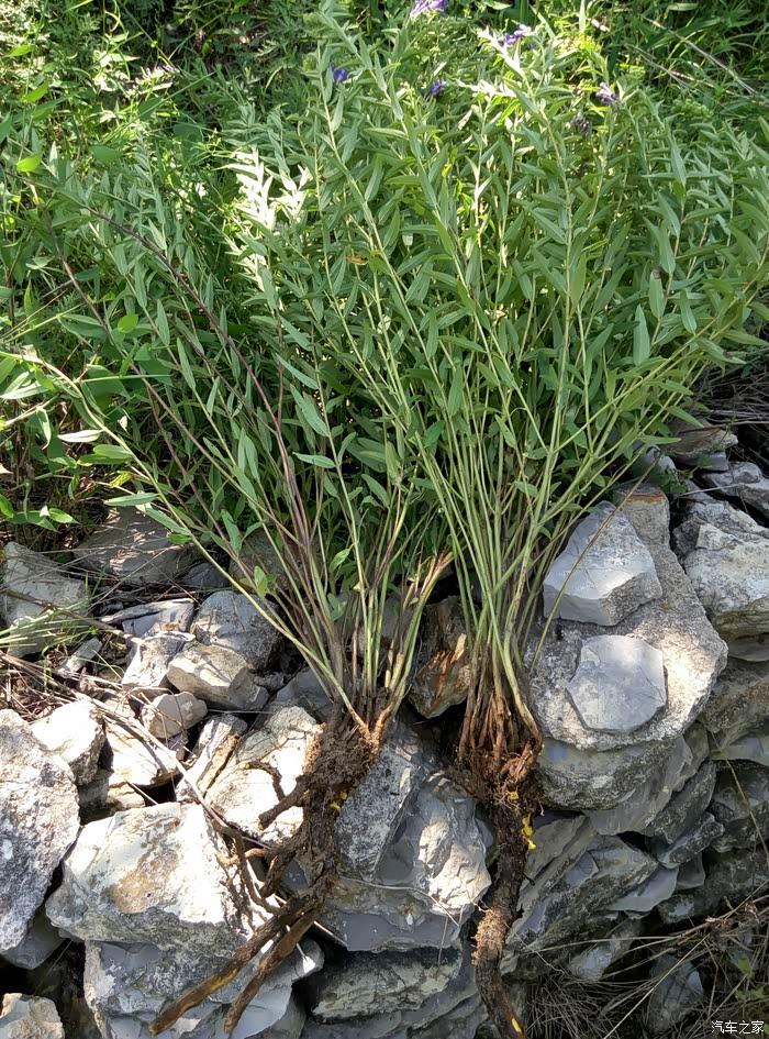 黄芩全株,来两颗泡水喝,解毒泻火抗炎,这两颗至要生长8年以上了,自然